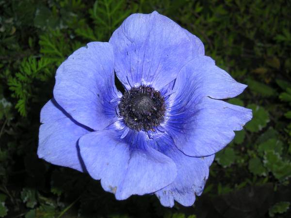 flora345.jpg