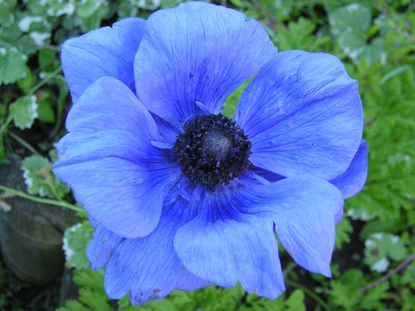 flora346.jpg