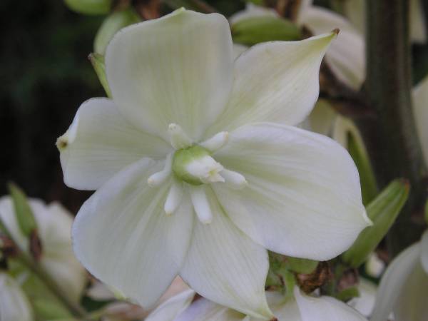 flora347.jpg