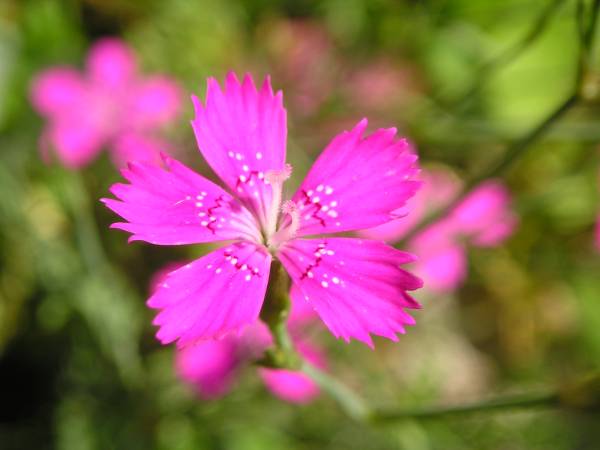 flora348.jpg