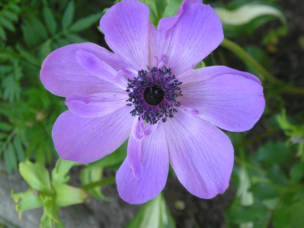 flora349.jpg