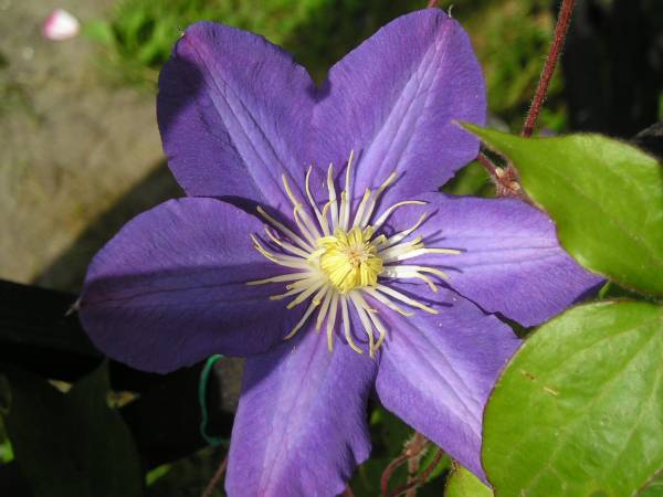 flora35.jpg