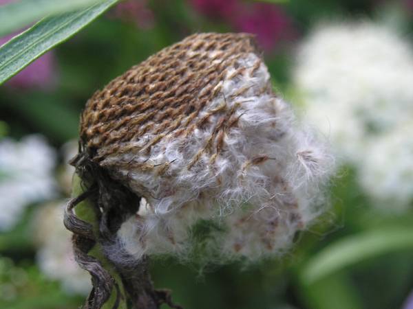 flora353.jpg