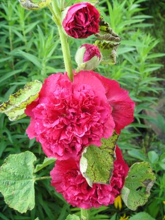 flora354.jpg