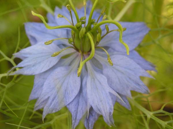 flora355.jpg