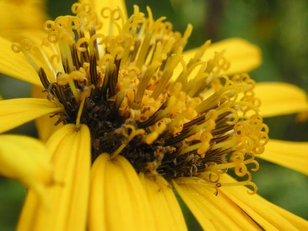 flora357.jpg