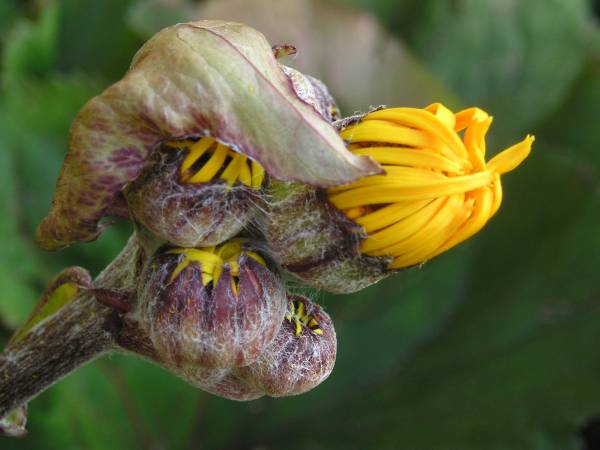 flora358.jpg