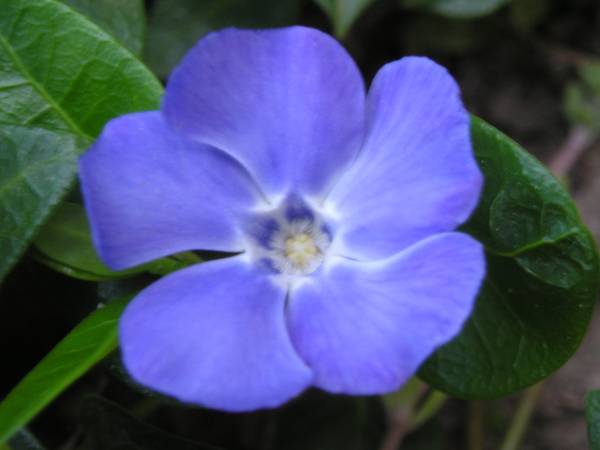flora360.jpg