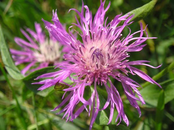 flora362.jpg