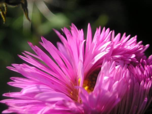 flora363.jpg