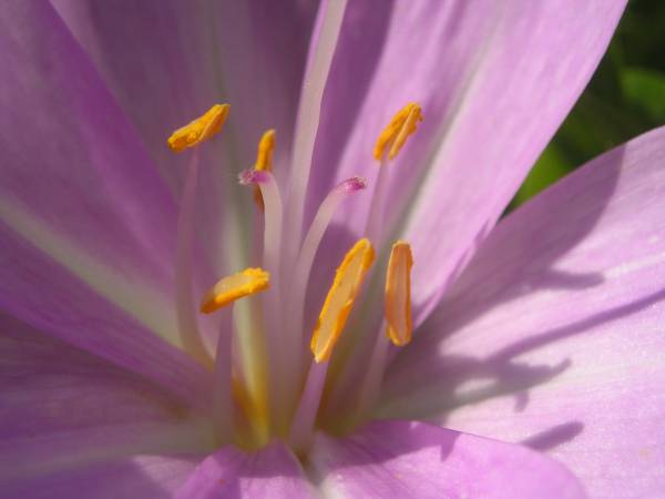 flora365.jpg