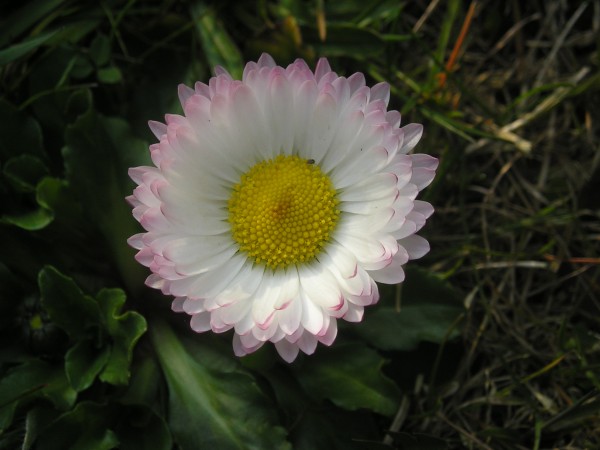 flora367.jpg