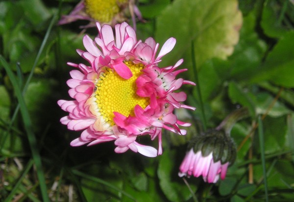 flora368.jpg
