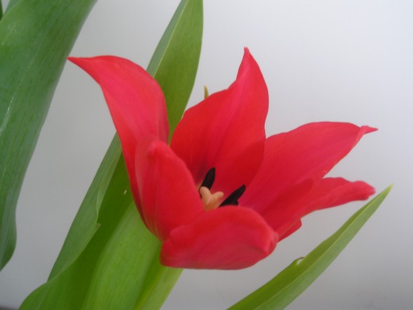 flora370.jpg