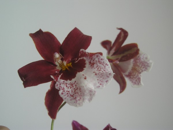 flora371.jpg