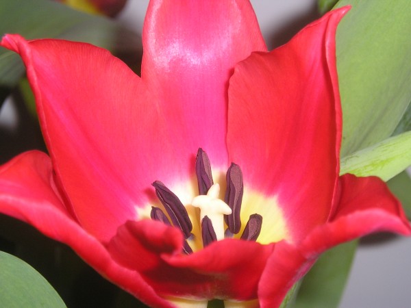 flora372.jpg