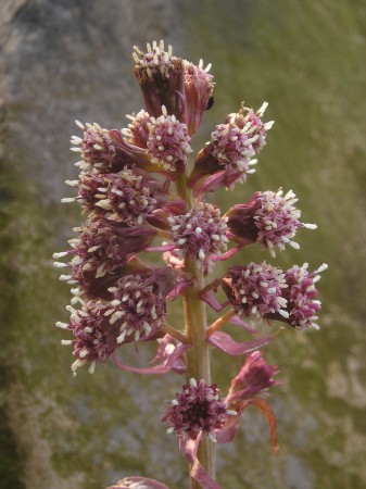 flora373.jpg