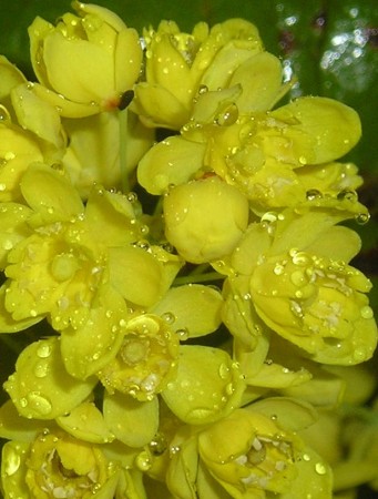 flora374.jpg