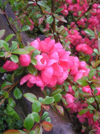 flora375.jpg