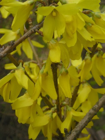 flora376.jpg
