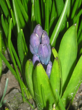 flora377.jpg