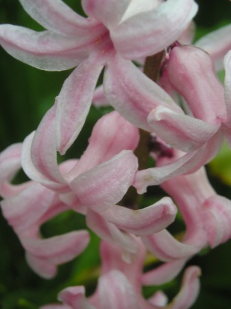 flora378.jpg