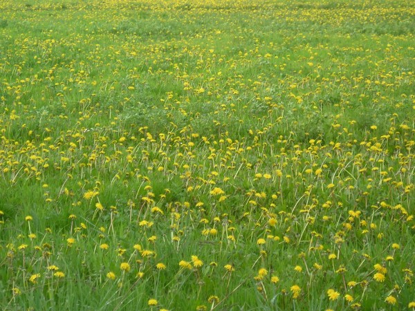 flora379.jpg