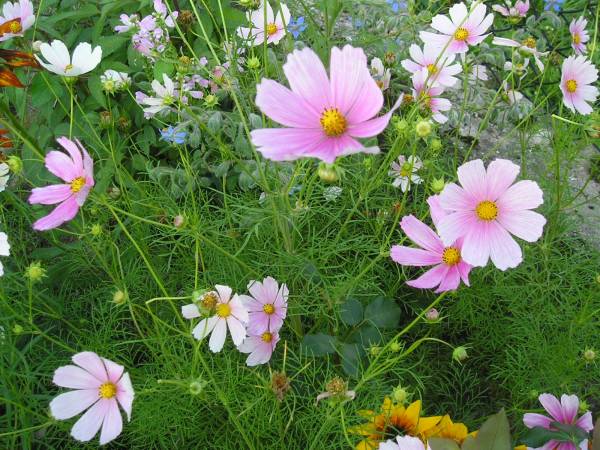 flora38.jpg