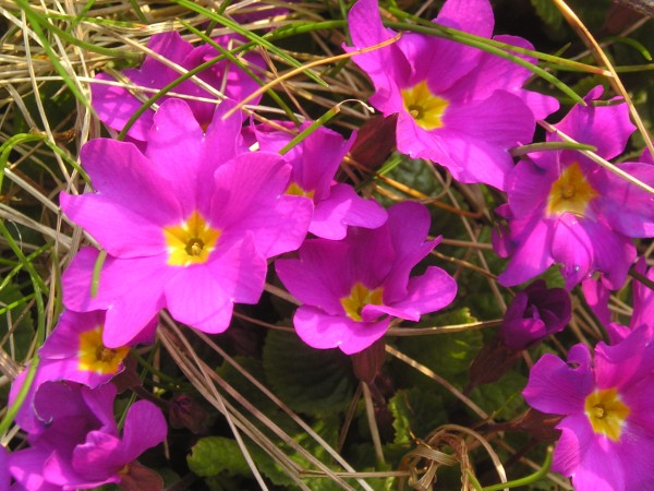 flora380.jpg