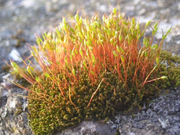 flora381.jpg