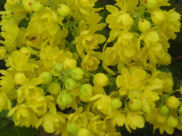 flora383.jpg