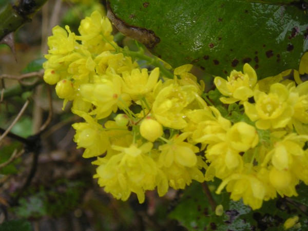 flora384.jpg