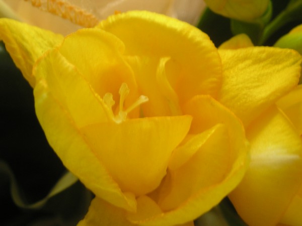 flora385.jpg