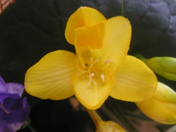 flora386.jpg