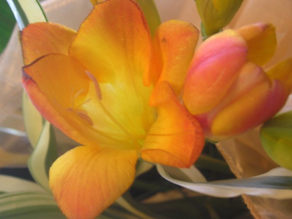 flora387.jpg