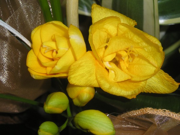 flora388.jpg