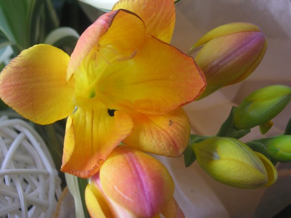 flora389.jpg
