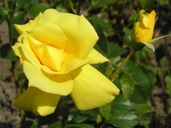 flora39.jpg