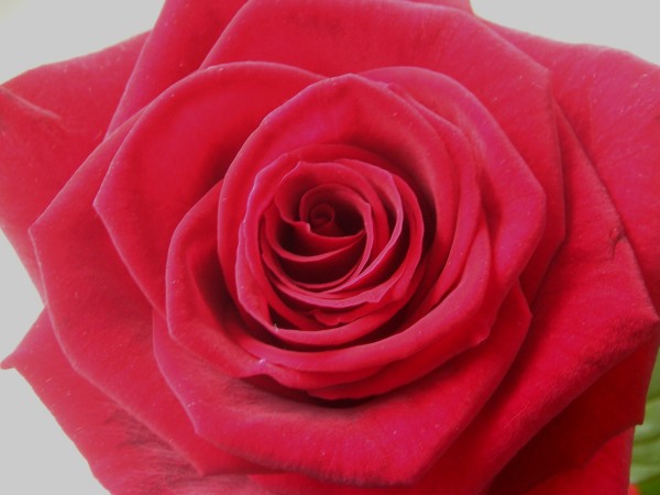 flora390.jpg