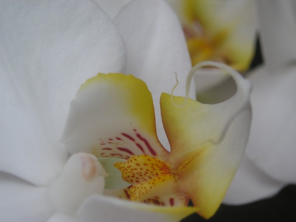 flora392.jpg