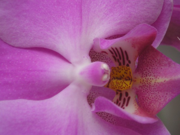 flora393.jpg
