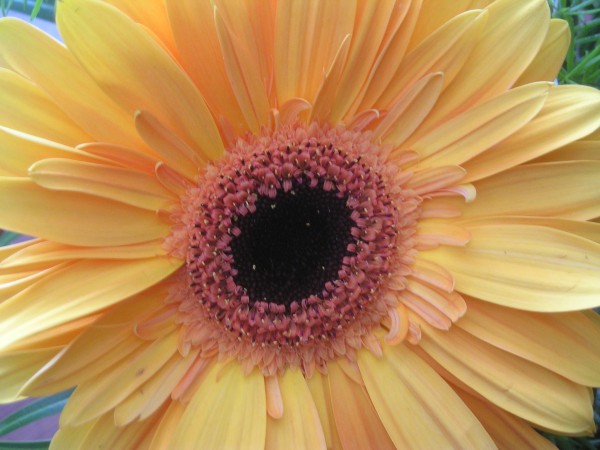flora394.jpg