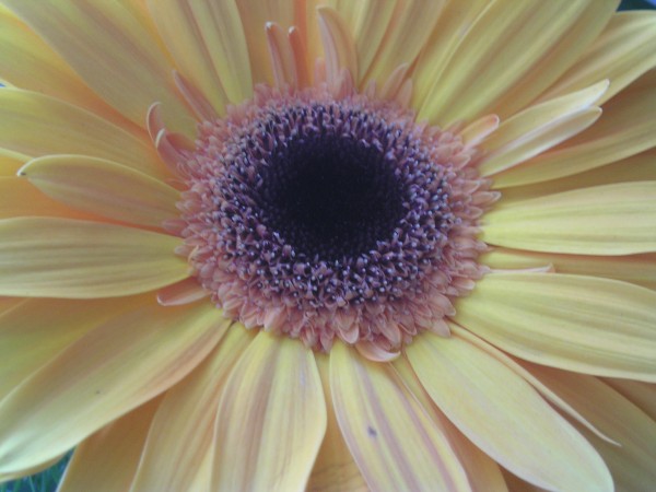 flora395.jpg