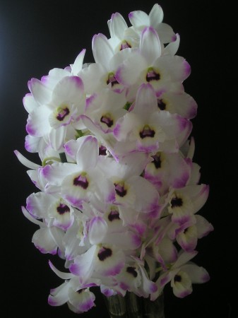 flora396.jpg