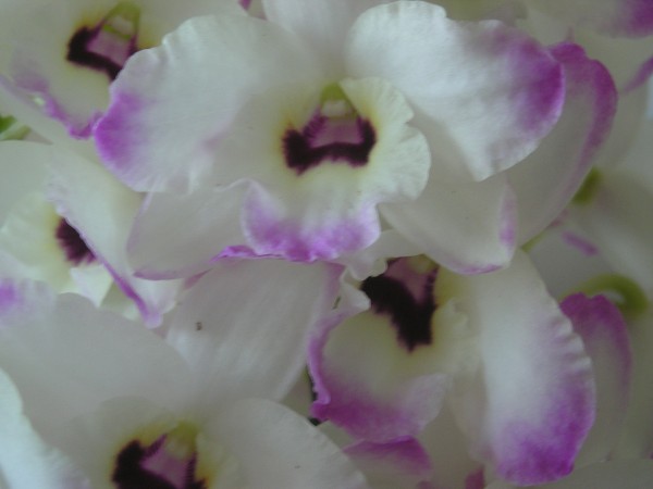 flora397.jpg