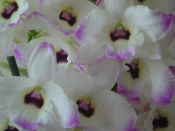 flora398.jpg