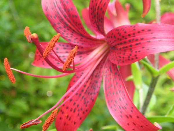 flora399.jpg