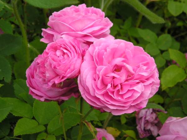 flora4.jpg