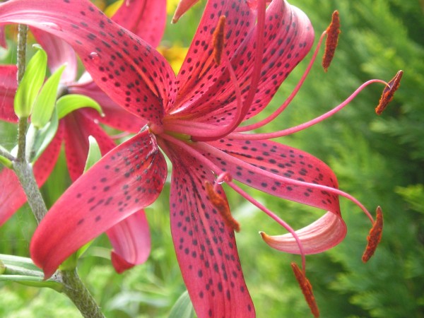 flora400.jpg