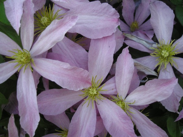 flora401.jpg